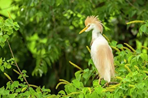 Plumage Prints: USA, Louisiana, Jefferson Island. Cattle egret in breeding plumage