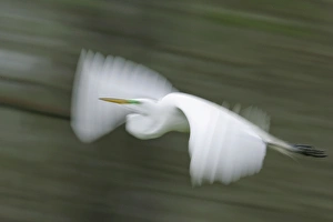 Blur Prints: USA, Louisiana, Lake Martin. Abstract blur of great egret in flight