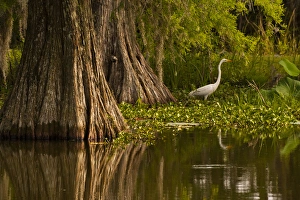 USA, Louisiana, Lake Martin. Bald cypress and great egret in swamp