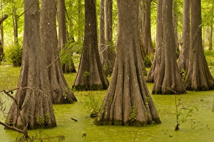 Bald Cypress Prints: USA, Louisiana, Lake Martin. Bald cypress trees and duck weed