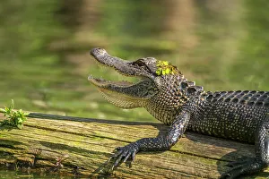 Lake Martin Prints: USA, Louisiana, Lake Martin. Close-up of alligator cooling off