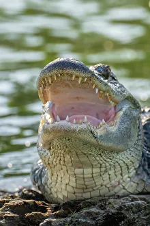 Lake Martin Prints: USA, Louisiana, Lake Martin. Close-up of alligator cooling off
