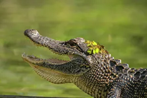Lake Martin Prints: USA, Louisiana, Lake Martin. Close-up of alligator cooling off