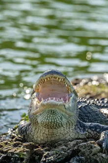 Lake Martin Prints: USA, Louisiana, Lake Martin. Close-up of alligator cooling off