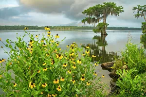 Lake Martin Prints: USA, Louisiana, Lake Martin. Coneflowers and bald cypress trees in lake