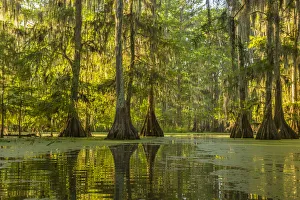 Images Dated 11th May 2018: USA, Louisiana, Lake Martin. Cypress swamp forest