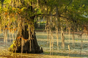 Moss Prints: USA, Louisiana, Lake Martin. Cypress tree in swamp