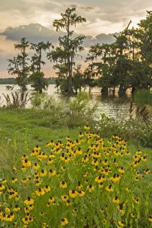 Images Dated 8th May 2018: USA, Louisiana, Lake Martin. Cypress trees and coneflowers at sunset. Credit as: Cathy