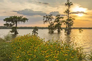 Land Prints: USA, Louisiana, Lake Martin. Cypress trees and coneflowers at sunset. Credit as: Cathy