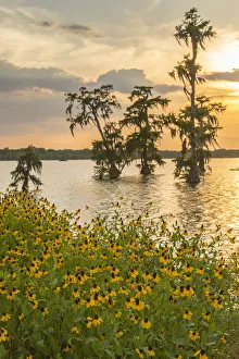USA, Louisiana, Lake Martin. Cypress trees and coneflowers at sunset. Credit as: Cathy