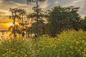 Images Dated 8th May 2018: USA, Louisiana, Lake Martin. Cypress trees and coneflowers at sunset. Credit as: Cathy