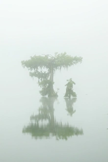 Louisiana Prints: USA, Louisiana, Lake Martin. Fog and cypress trees reflect in lake
