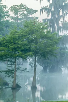 USA, Louisiana, Lake Martin. Foggy sunrise on swamp and great egret. Credit as: Cathy