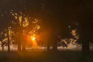 Images Dated 10th May 2018: USA, Louisiana, Lake Martin. Foggy sunrise on trees
