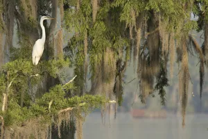USA, Louisiana, Lake Martin. Foggy swamp sunrise with great egret in tree. Credit as