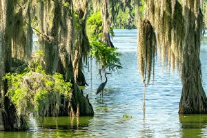 Lake Martin Prints: USA, Louisiana, Lake Martin. Great blue heron in swamp and Spanish moss on cypress trees