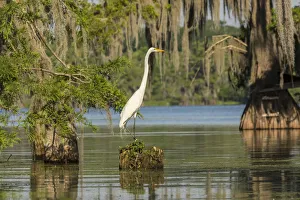 USA, Louisiana, Lake Martin. Great egret on stump