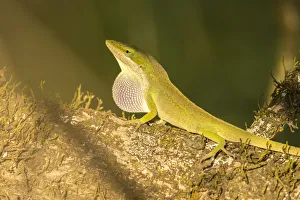 USA, Louisiana, Lake Martin. Green anole displaying