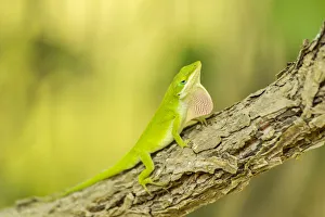 Images Dated 8th May 2018: USA, Louisiana, Lake Martin. Green anole displaying