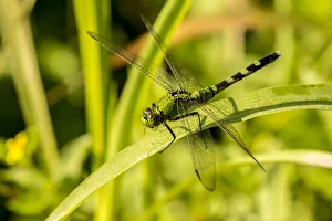 Images Dated 10th May 2018: USA, Louisiana, Lake Martin. Green clearwing dragonfly on leaf. Credit as: Cathy