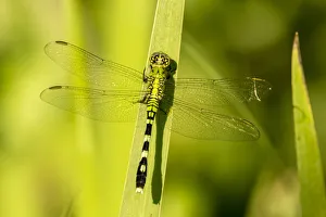 Images Dated 10th May 2018: USA, Louisiana, Lake Martin. Green clearwing dragonfly on leaf. Credit as: Cathy