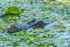 Lake Martin Prints: USA, Louisiana, Lake Martin. Head of alligator in swamp water