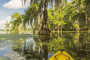 Kayak Prints: USA, Louisiana, Lake Martin. Kayaking in cypress swamp forest