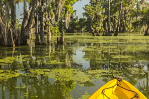 Images Dated 11th May 2018: USA, Louisiana, Lake Martin. Kayaking in cypress swamp forest