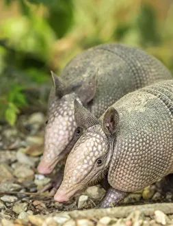 Editor's Picks: USA, Louisiana, Lake Martin. Two nine-banded armadillo young