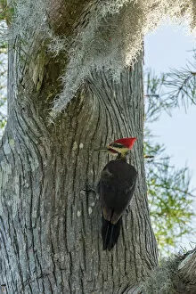 Animals Gallery: USA, Louisiana, Lake Martin. Pileated woodpecker on tree