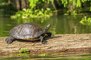 Lake Martin Prints: USA, Louisiana, Lake Martin. Red-eared turtle on log