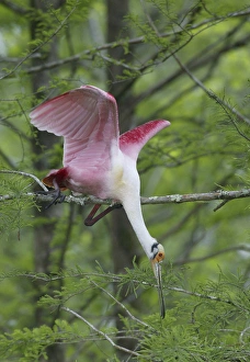 Nesting Prints: USA, Louisiana, Lake Martin. Roseate spoonbill stretches to break off branch for nesting material