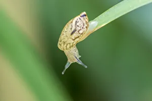 USA, Louisiana, Lake Martin. Snail on leaf