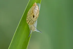 Images Dated 10th May 2018: USA, Louisiana, Lake Martin. Snail on leaf