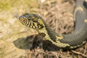 Images Dated 10th May 2018: USA, Louisiana, Lake Martin. Southern water snake close-up