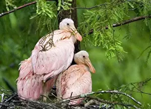 Lake Martin Prints: USA, Louisiana, Lake Martin. Spoonbill chicks on their nest