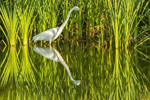 USA, Louisiana, Lake Martin. Sunrise great egret hunting in reeds. Credit as: Cathy