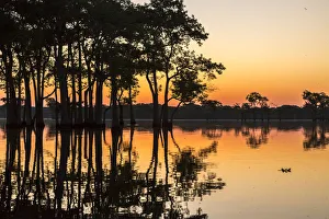 Lake Martin Prints: USA, Louisiana, Lake Martin. Sunrise on swamp