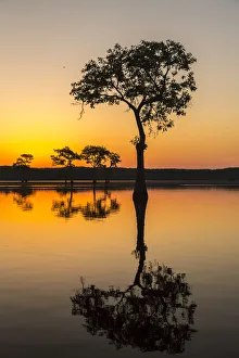 Images Dated 7th May 2018: USA, Louisiana, Lake Martin. Sunrise on swamp