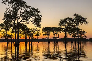 Images Dated 7th May 2018: USA, Louisiana, Lake Martin. Sunrise on swamp