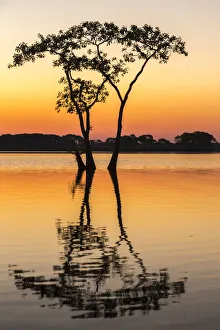 USA, Louisiana, Lake Martin. Sunrise on swamp