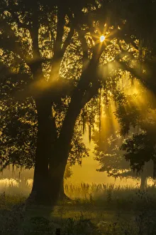 Images Dated 10th May 2018: USA, Louisiana, Lake Martin. Tree silhouette in foggy sunrise