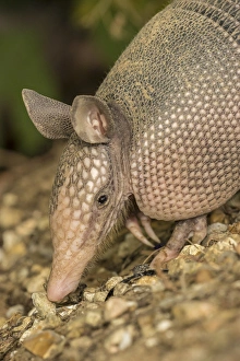 USA, Louisiana, Lake Martin. Young nine-banded armadillo