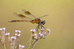 Millers Lake Prints: USA, Louisiana, Millers Lake. Dragonfly on flower