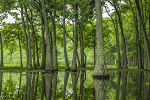 Louisiana Prints: USA, Louisiana, Millers Lake. Tupelo trees reflect in lake