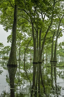 USA, Louisiana, Millers Lake. Tupelo trees reflect in lake