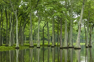 Louisiana Prints: USA, Louisiana, Millers Lake. Tupelo trees reflect in lake