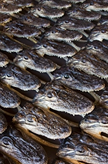 Images Dated 1st November 2009: USA, Louisiana, New Orleans. French Quarter, French Market, Aligator heads