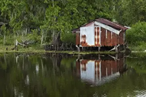 Rusted Prints: USA, Louisiana, New Orleans, Old fishing shack in cypress forest lining bayou along