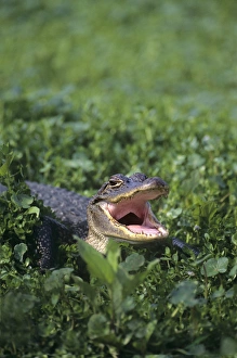 Teeth Prints: USA, Louisiana, Sabine National Wildlife Refuge